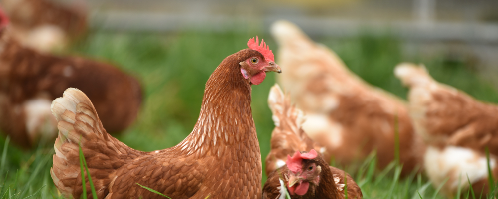 inCentea Wide Global